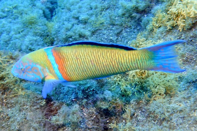 Small Group Snorkeling in Abades Bay with Licensed Guide - Weather, refunds, and how to plan your Tenerife day