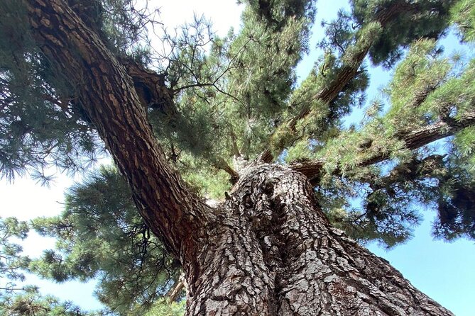 Small Group Teide National Park Volcanic and Forest Wonders - Pico Viejo: turning volcanic facts into a viewpoint you can feel