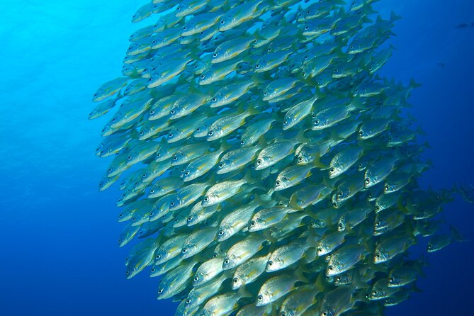 Snorkel Rental 24h, discover Tenerifes Ocean on your own! - A 24-Hour Snorkel Rental in Tenerife, Without the Rushed Feel