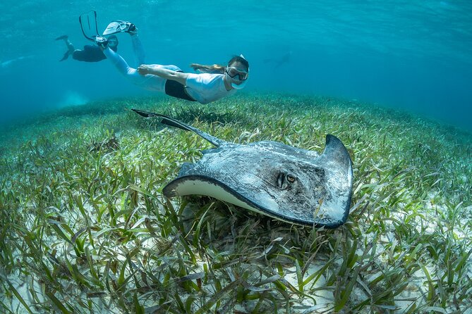 Snorkel Rental 24h, discover Tenerifes Ocean on your own! - Pick-Up at Av. Colón, 11: What You Actually Get