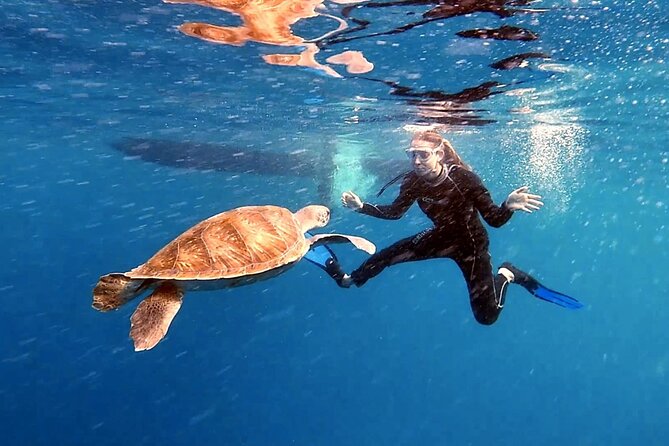 Snorkeling excursion in the Rayas and Turtles Zone - Meeting in Abades, then back again
