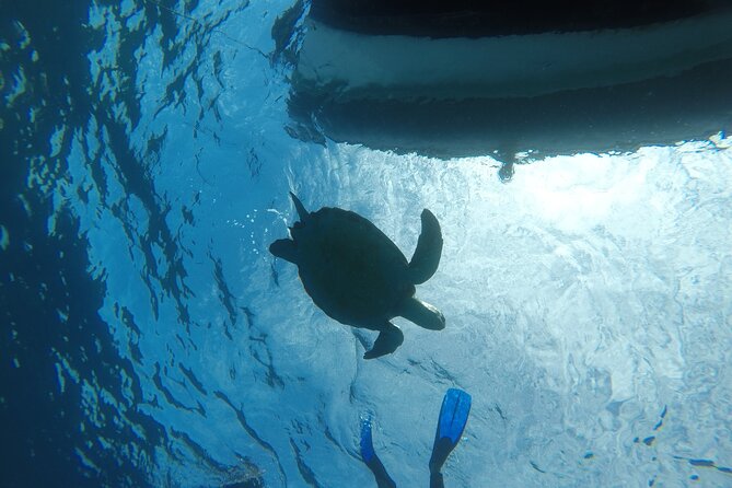 Snorkeling excursion in the Rayas and Turtles Zone - In-water guiding, and why Paco-style teaching gets praised
