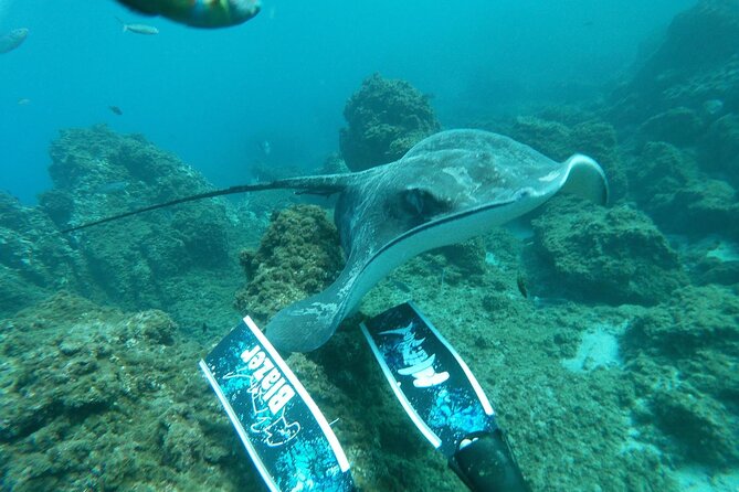 Snorkeling excursion in the Rayas and Turtles Zone - A trip that works for beginners and mixed groups