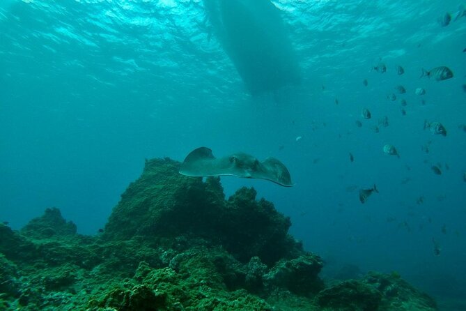 Snorkeling excursion in the Rayas and Turtles Zone - Price and value: $66.16 for a guided, small-group snorkel
