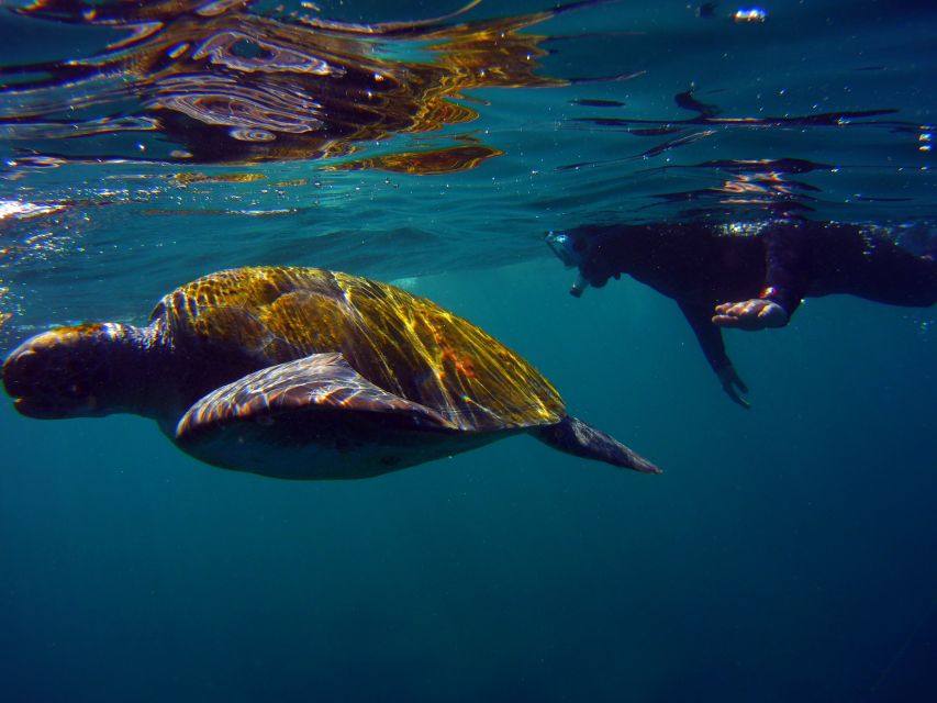 Snorkeling in a Volcanic Bay - Los Abrigos on Tenerife: what “volcanic bay snorkeling” actually means