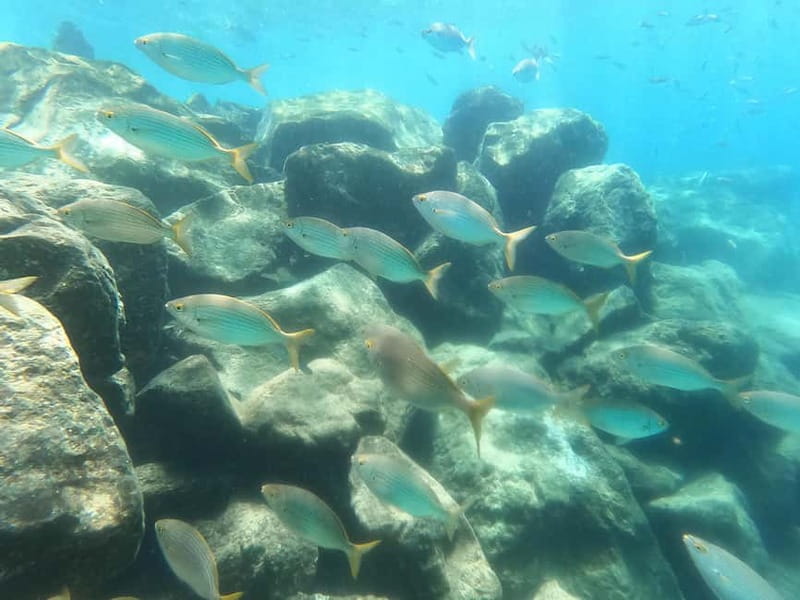 Snorkeling in tenerife south: Discover the underwater world - Snorkeling in Tenerife South’s sheltered waters