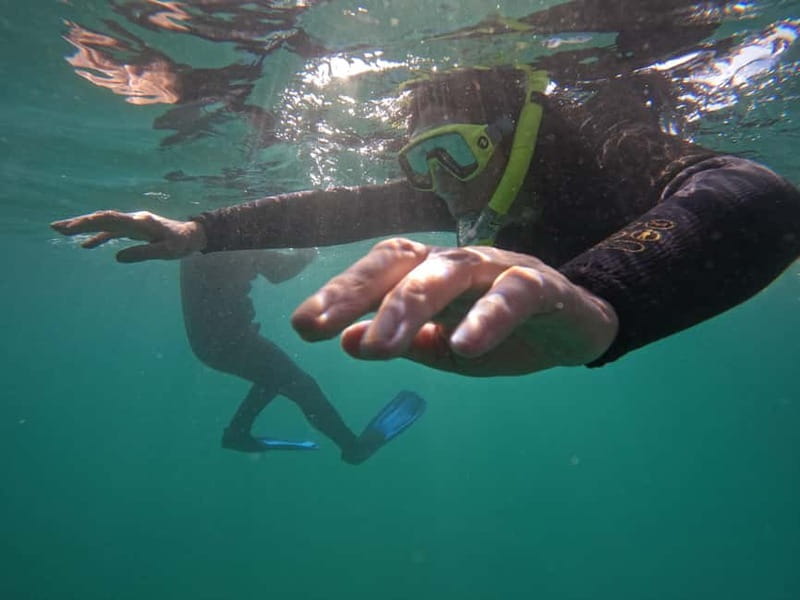 Snorkeling in tenerife south: Discover the underwater world - The safety briefing you will actually use