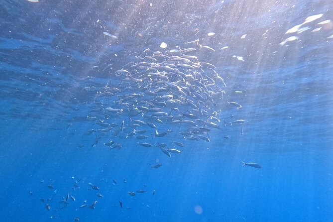 Snorkeling with a Professional Instructor in Tenerife - Safety and comfort: what makes this feel professionally managed