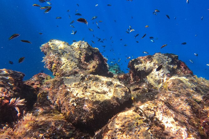 Snorkeling with a Professional Instructor in Tenerife - Who should book this snorkeling experience in Tenerife