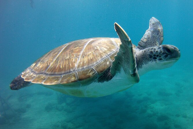 Snorkelling safari in a turtle area - Snorkeling with sea turtles near Tenerife, without the full-day grind