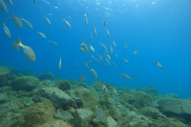 South of Tenerife : DSD Scuba Diving for beginners, Adeje - Getting there from Costa Adeje, timing and what pickup really means