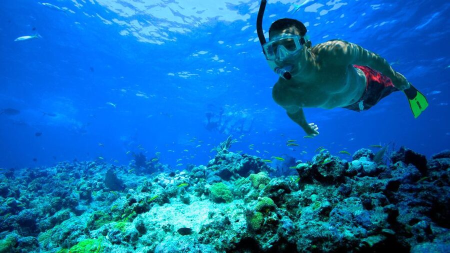 South Tenerife: Guided Snorkeling - South Tenerife Shore Snorkeling: The Smart 2-Hour Format
