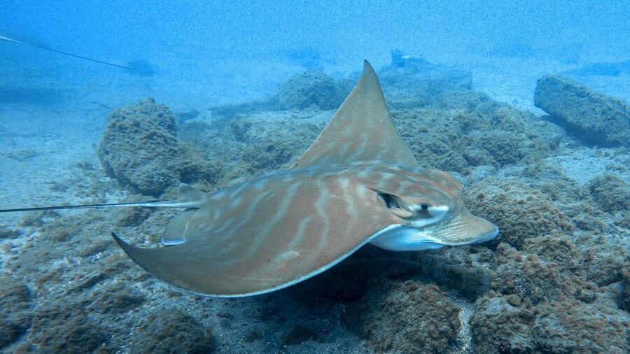 South Tenerife: Guided Snorkeling - What You Will See in the Atlantic: Fish, Octopus, Cuttlefish, Starfish, Stingrays