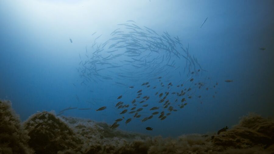 South Tenerife: Guided Snorkeling - FAQ