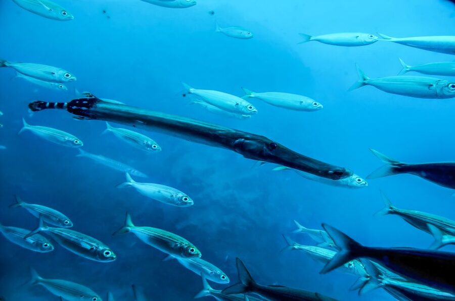 Southern Tenerife: 50-Minute Submarine Dive - Audio guides in 15 languages, so learning stays effortless