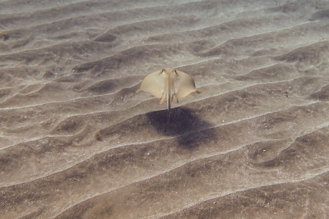 SSI Open Water, South Tenerife - SSI Open Water, 3 days, 6 underwater sessions: what you are really signing up for