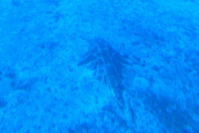 Submarine tour Tenerife: a 1 hour underwater experience - Who This Is Best For in Tenerife (and Who Should Reconsider)