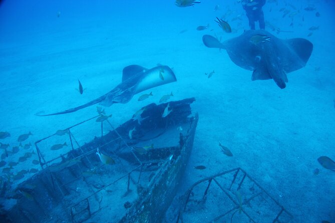 Submarine tour Tenerife: a 1 hour underwater experience - The One-Hour Duration: Why It Works, and Where Time Can Feel Tight