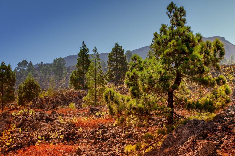 Teide: Guided Sunset & Stargazing Tour by Night with Dinner - Why Teide by sunset, then stars, works so well