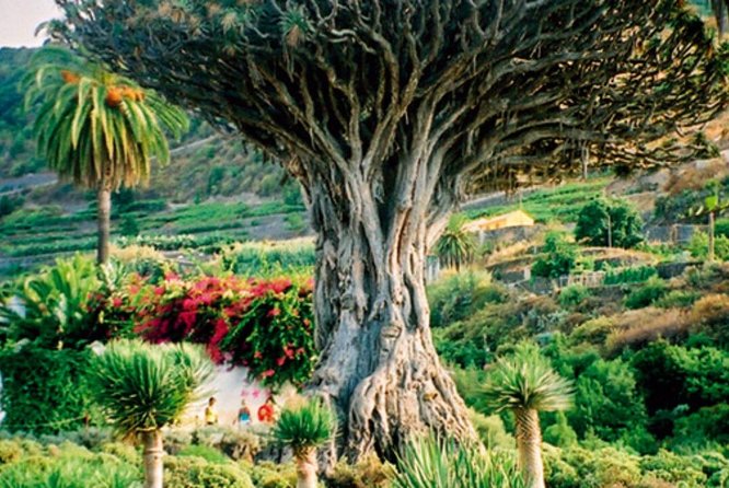 Teide-Icod-Garachico-Masca (Most popular bus tour in Tenerife) - Stop 4: Masca Valley inside the cliffs of Los Gigantes