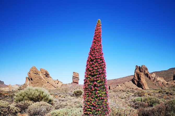 Teide National Park for smaller groups - Paradores Cañadas del Teide and Roques de García (the main walk stop)