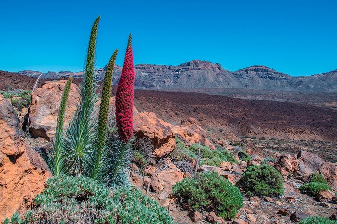Teide National Park Half Day Tour with Hotel Pick up - Up the Slopes of Mt Teide: Summit Dreams vs. Cable Car Reality