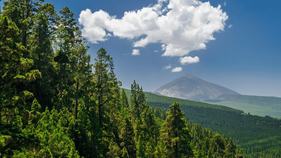 Teide National Park: Landscapes and Viewpoints Private Tour - Zapato de la Reina and the joy of viewpoint hopping