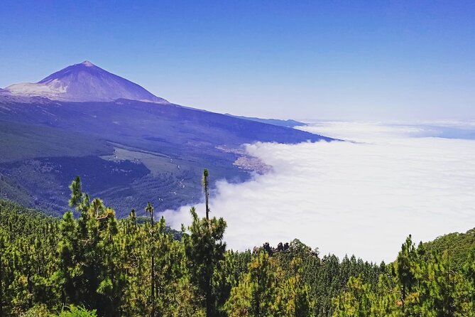 Teide National Park with visit to wineries in Tenerife - Private transportation and the value of not driving yourself