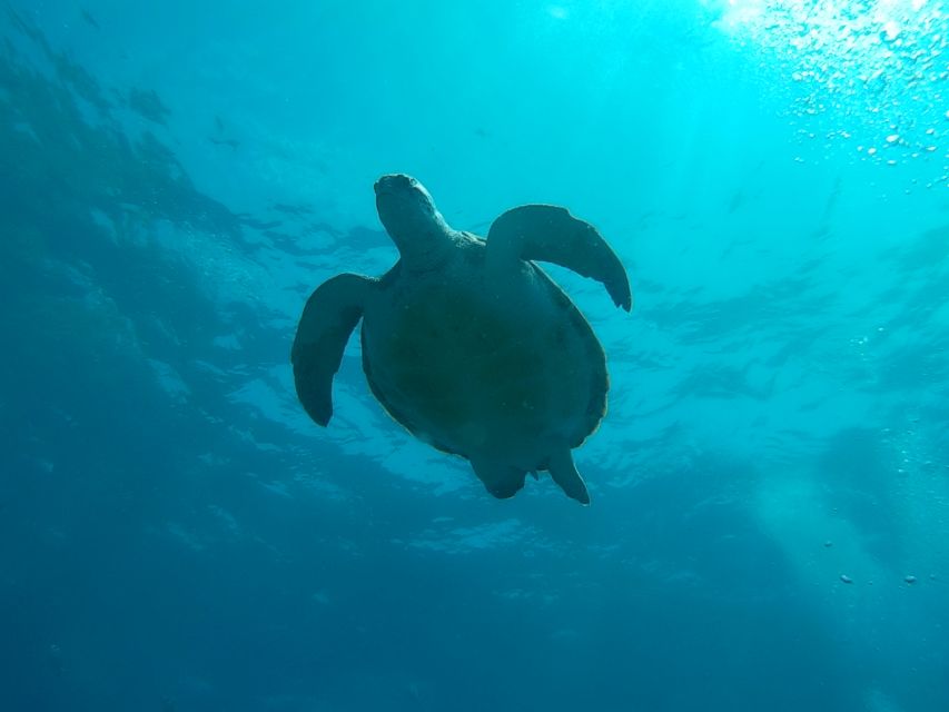 Tenerife: 2 Diving Sessions for Certified Divers - Two Underwater Sessions in 5 Hours, with Hotel Pickup and Real Sea Time