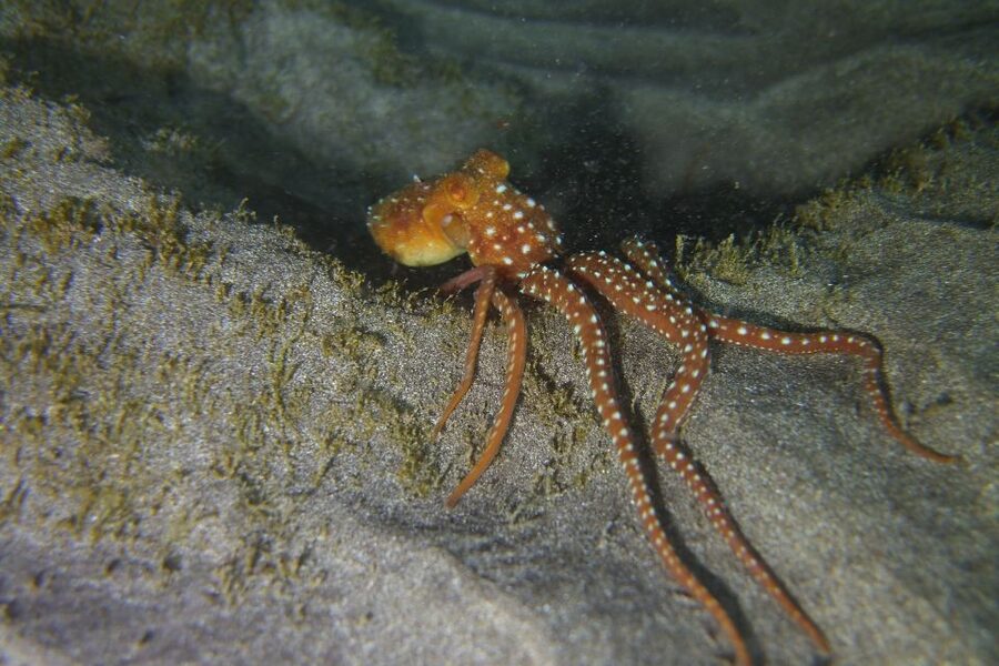Tenerife: 2 Diving Sessions for Certified Divers - Price and Real Value: $94, Then Add Gear and Insurance
