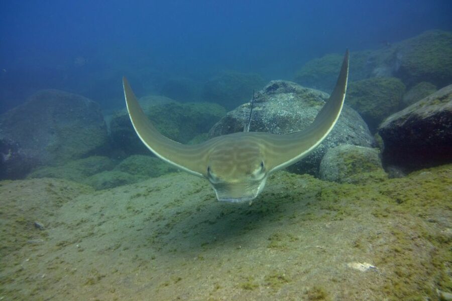 Tenerife: 2 Diving Sessions for Certified Divers - Should You Book This Two-Session Tenerife Underwater Plan?