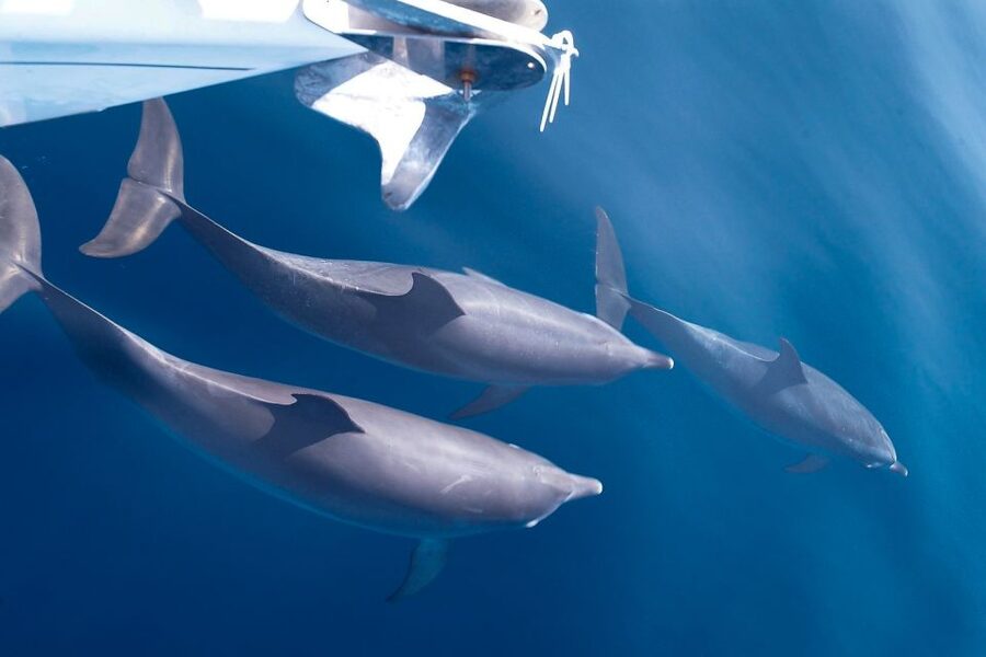 Tenerife: 3 &-6 Hour Private Whale & Dolphin Watching - Key things to know before you go
