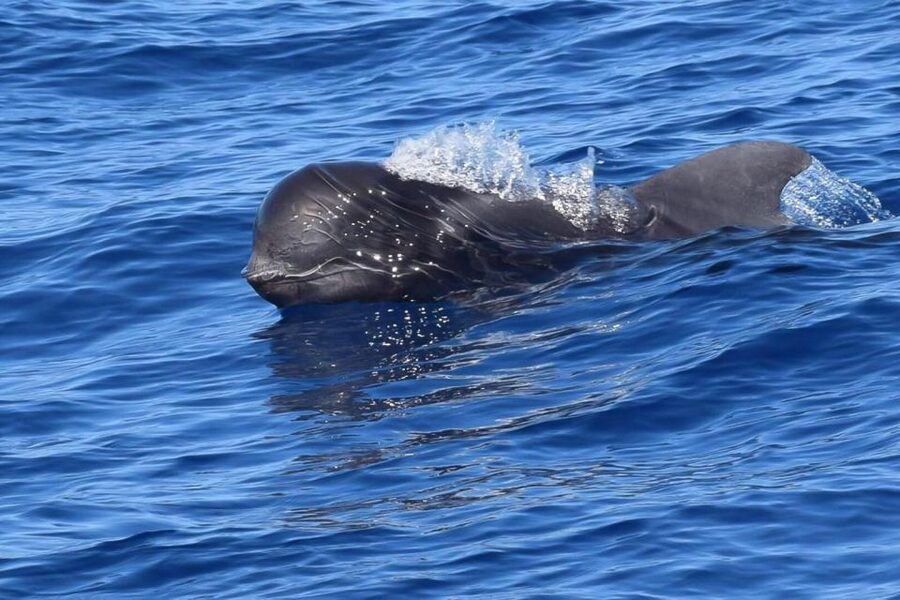 Tenerife: 3 &-6 Hour Private Whale & Dolphin Watching - Why South Tenerife is such a smart choice for whales and dolphins