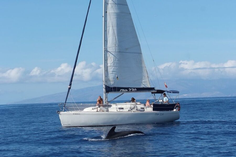 Tenerife: 3 &-6 Hour Private Whale & Dolphin Watching - On the water: sailing, cruising, and sonar for whales and dolphins