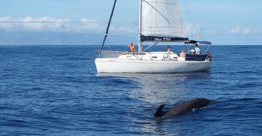 Tenerife: 3 &-6 Hour Private Whale & Dolphin Watching - Swim and snorkel time in clear Tenerife water