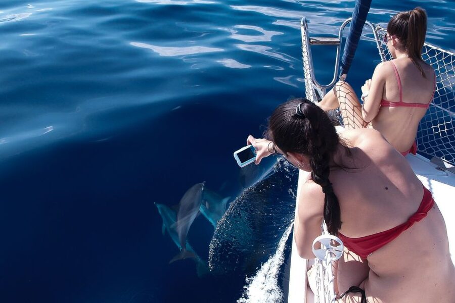 Tenerife: 3 &-6 Hour Private Whale & Dolphin Watching - Seasickness and comfort: plan your body, not just the itinerary