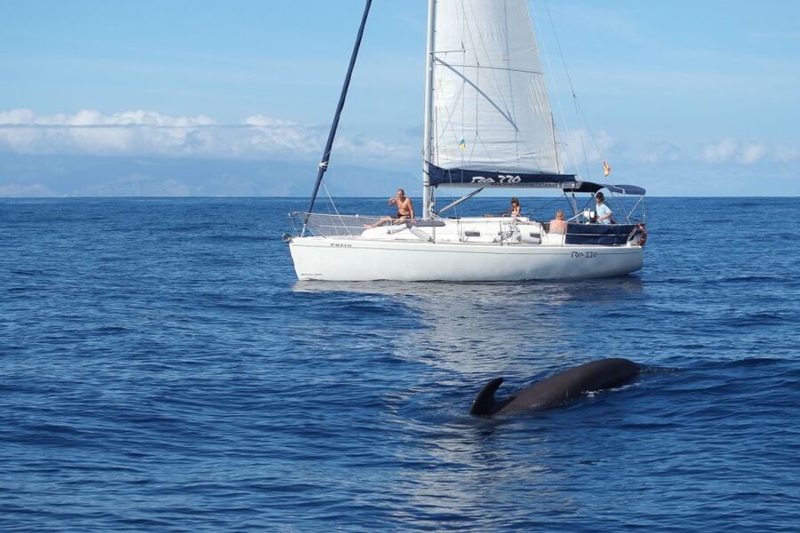 Tenerife: 3 &-6 Hour Private Whale & Dolphin Watching - Getting aboard at Puerto Colón Marina, dock 2