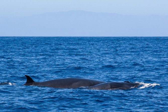 Tenerife 3-Hour Discover Whales and Dolphins - Captain Salvador and the crew: friendly, tuned-in, and focused on respect