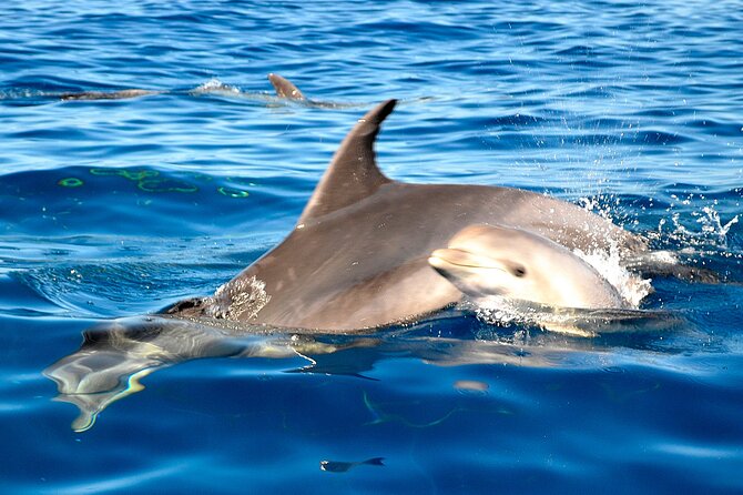 Tenerife 3-Hour Discover Whales and Dolphins - Practical tips that make the snorkeling and sailing smoother