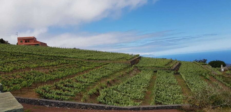 Tenerife: 4-Hour Gauchinche Food Tour - Who This Tour Fits Best (and Who Should Skip It)