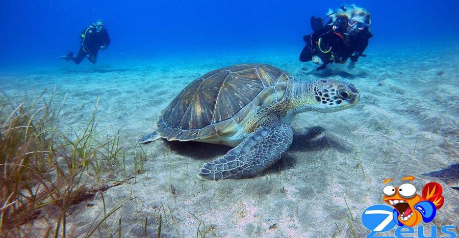Tenerife: Abades Beach Beginner Diving Experience - Key highlights worth your attention