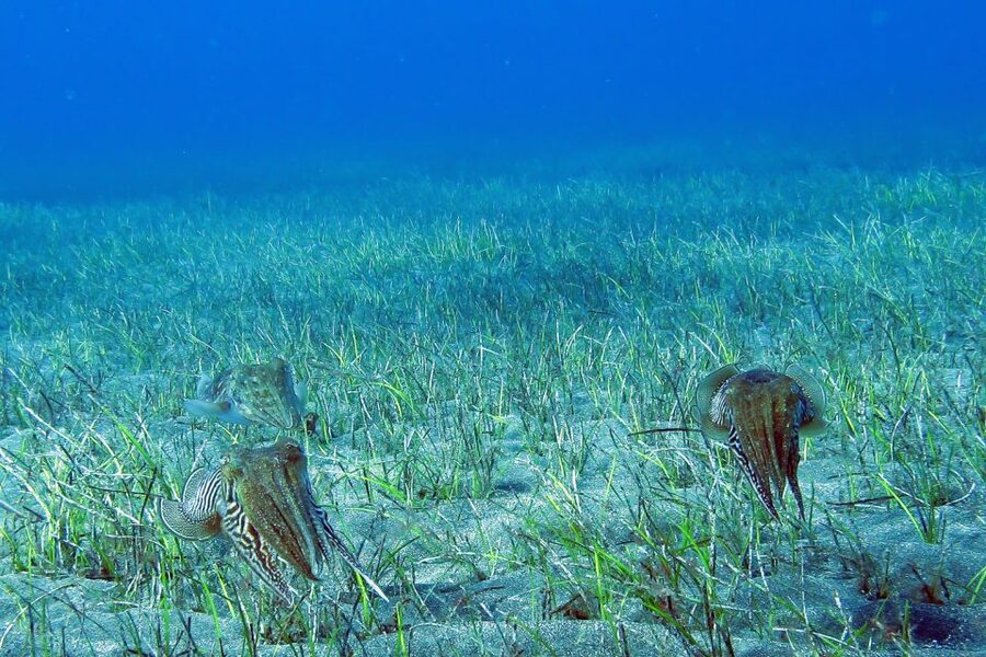 Tenerife: Abades Beach Beginner Diving Experience - Should you book the Abades beginner scuba experience?
