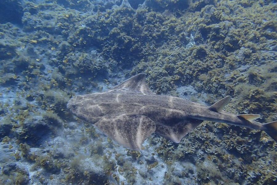Tenerife: Abades Beach Beginner Diving Experience - Where this starts in Tenerife: Abades Beach and easy pickup