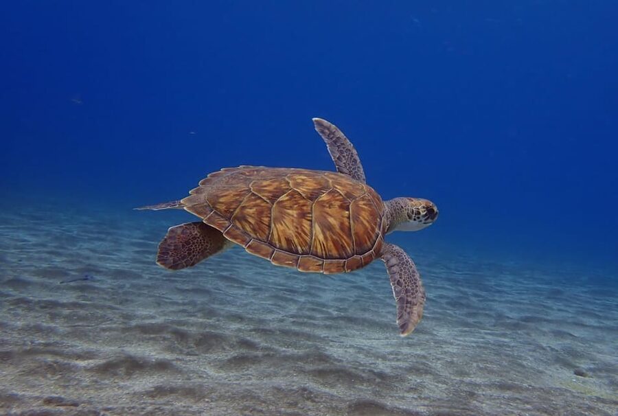 Tenerife: Abades Beach Beginner Diving Experience - The 40-minute scuba session: breathing, weightlessness, and up to 10 meters