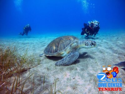 Abades Beach Beginner Diving Experience