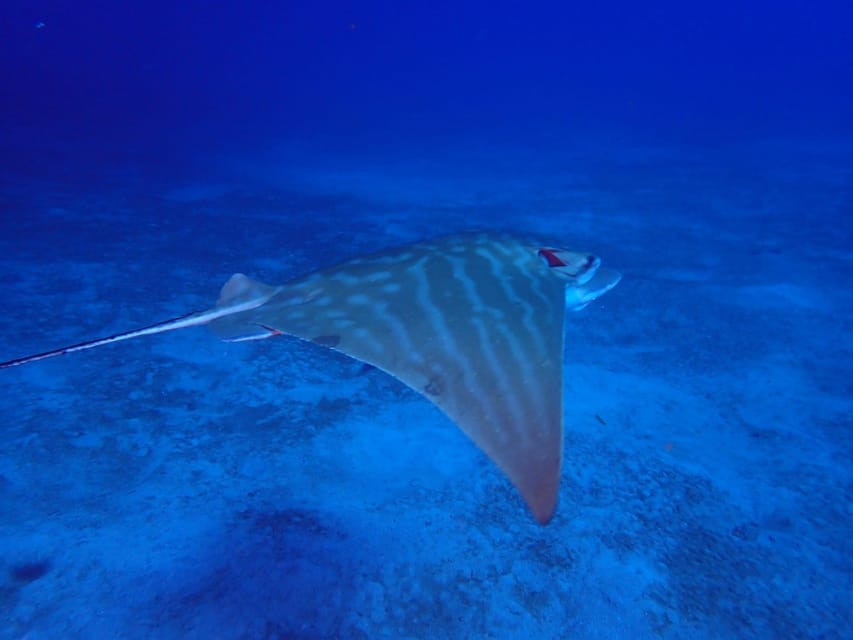 Tenerife: Abades Beach Beginner Diving Experience - Free time on the beach, then snorkeling to keep the adventure going