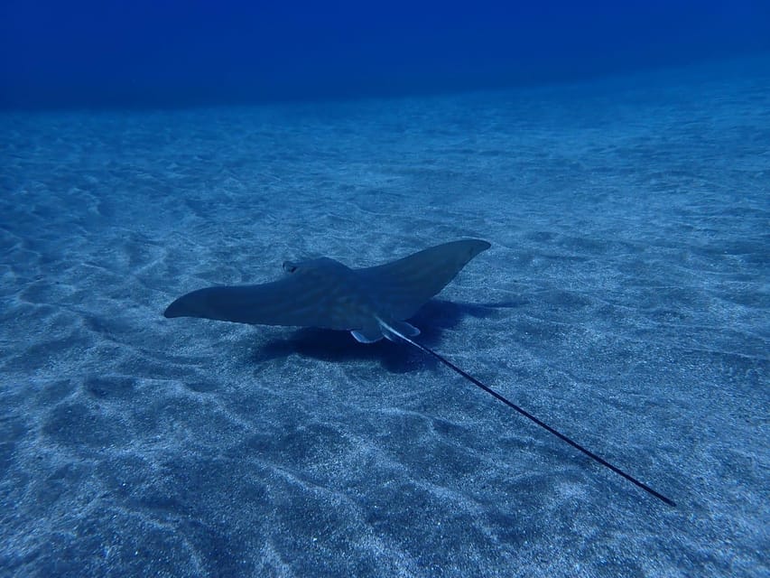 Tenerife: Abades Beach Beginner Diving Experience - What sea life you should actually look for (and what you can control)