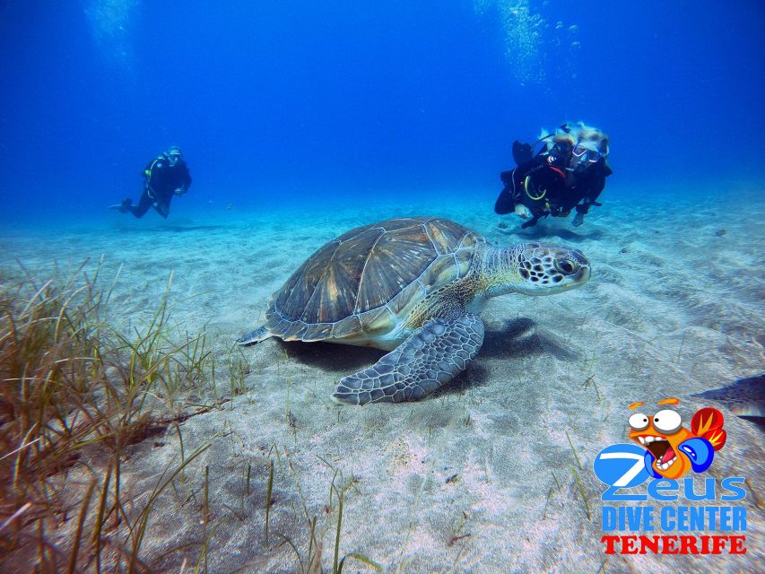 Tenerife: Abades Beach Beginner Diving Experience - Gear, paperwork, and the calm start before you go under