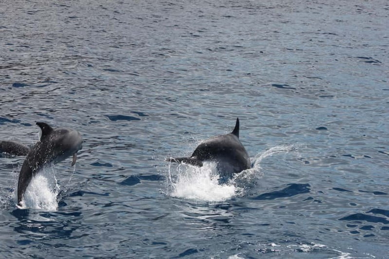Tenerife: Accessible Whale Watching & Ocean Experience - What you can realistically expect: dolphins, pilot whales, sea turtles