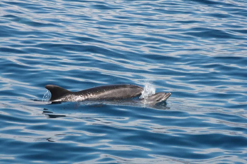 Tenerife: Accessible Whale Watching & Ocean Experience - Swimming and snorkeling from a hydraulic platform